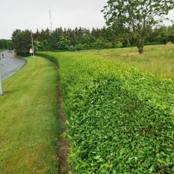 Hækklipning Kolding