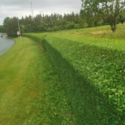 Hækklipning Lundeskov