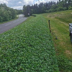 Hækklipning Vamdrup