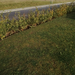Ny hæk
