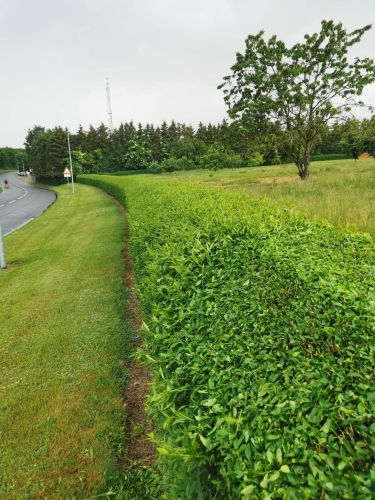 Hækklipning Kolding