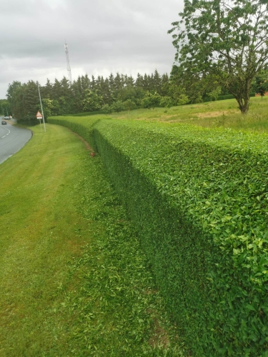 Hækklipning Lundeskov
