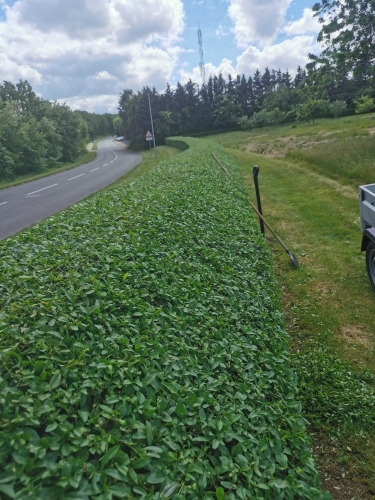 Hækklipning Vamdrup