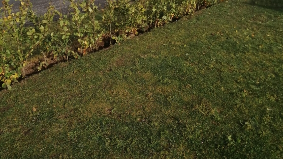 Ny hæk